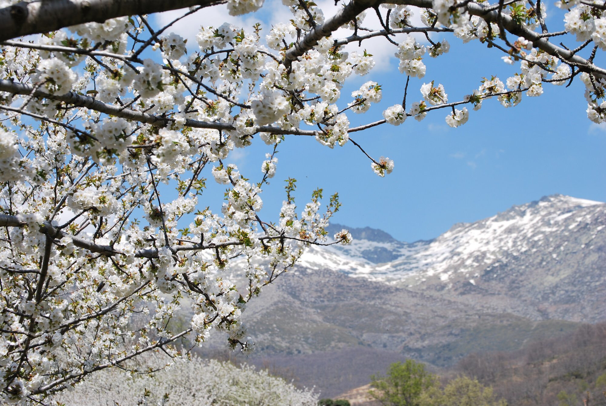 cerezo_en_flor_1_paradores-2